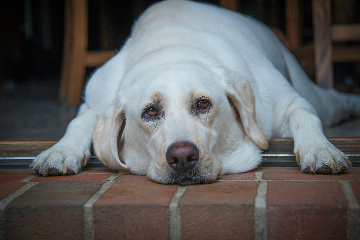 overweight light golden retriever lying down