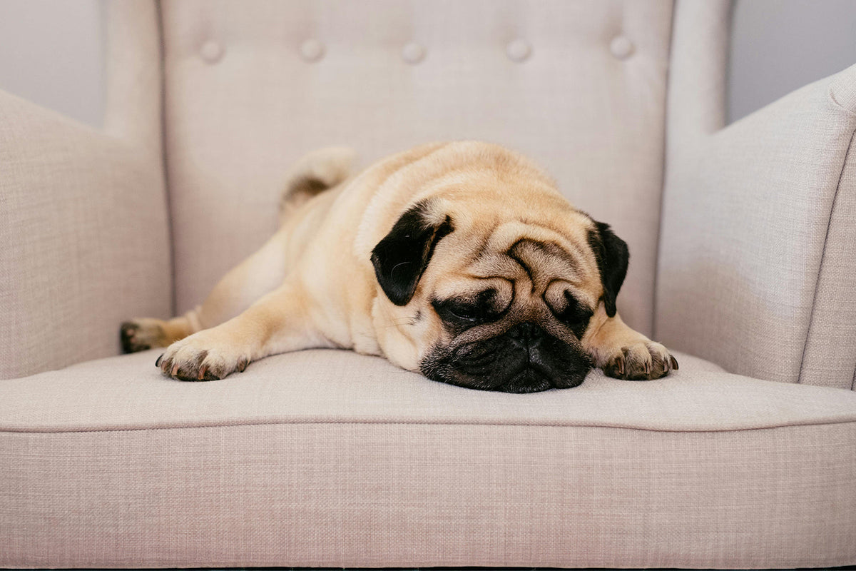 prebiotics and probiotics for dogs struggling with digestion issues