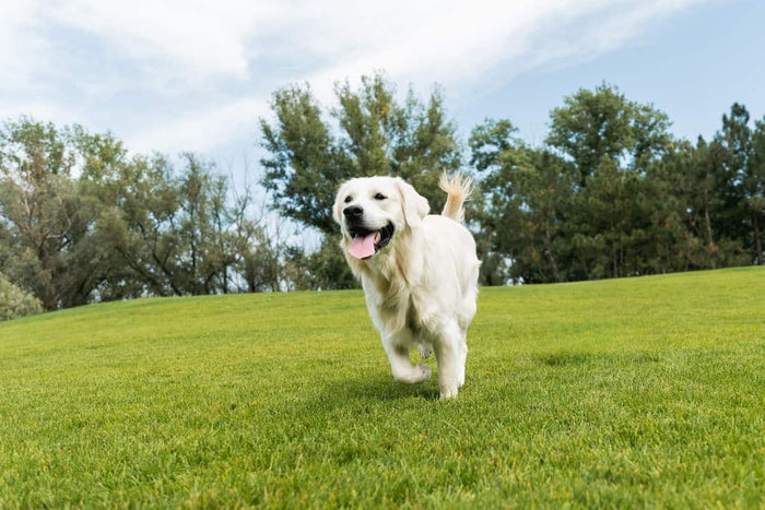 Happy Golden Retriever running in a grassy park with green trees behind them