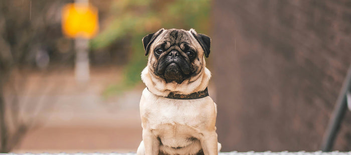 beige pug sanding upright in sit position