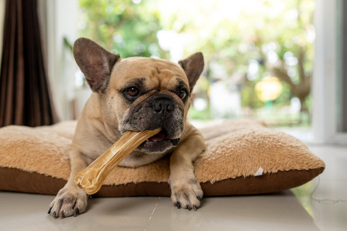 rawhide for dogs being eaten and why it is bad for dogs