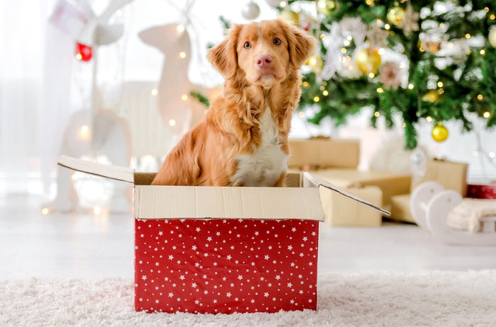 Dog Looking at Carrot