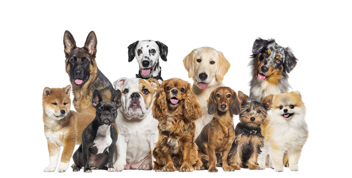Top 10 most expensive dogs breeds