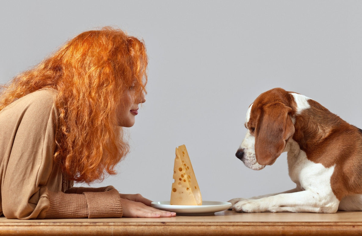 Dog Looking at Cheese 