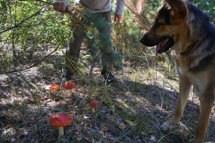 Dog and Plant