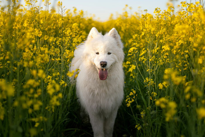 A Samoyed dog in field of yellow flowers