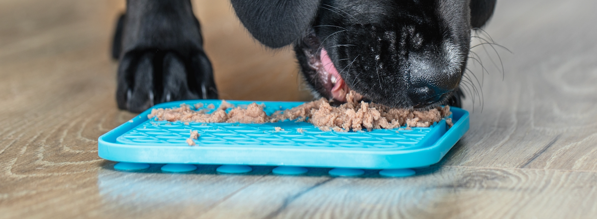 Dog using a Lick Matt