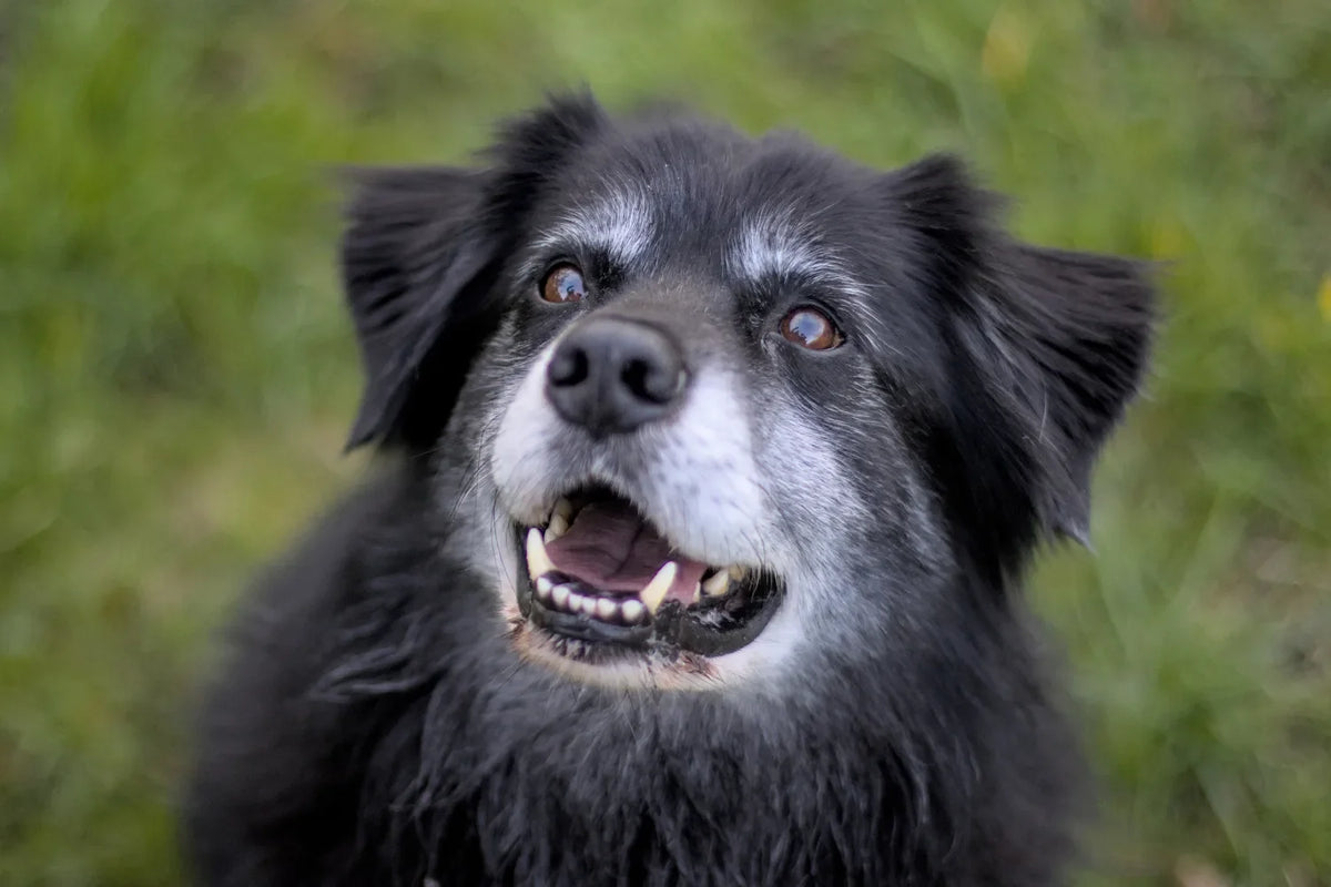Senior dog looking upwards
