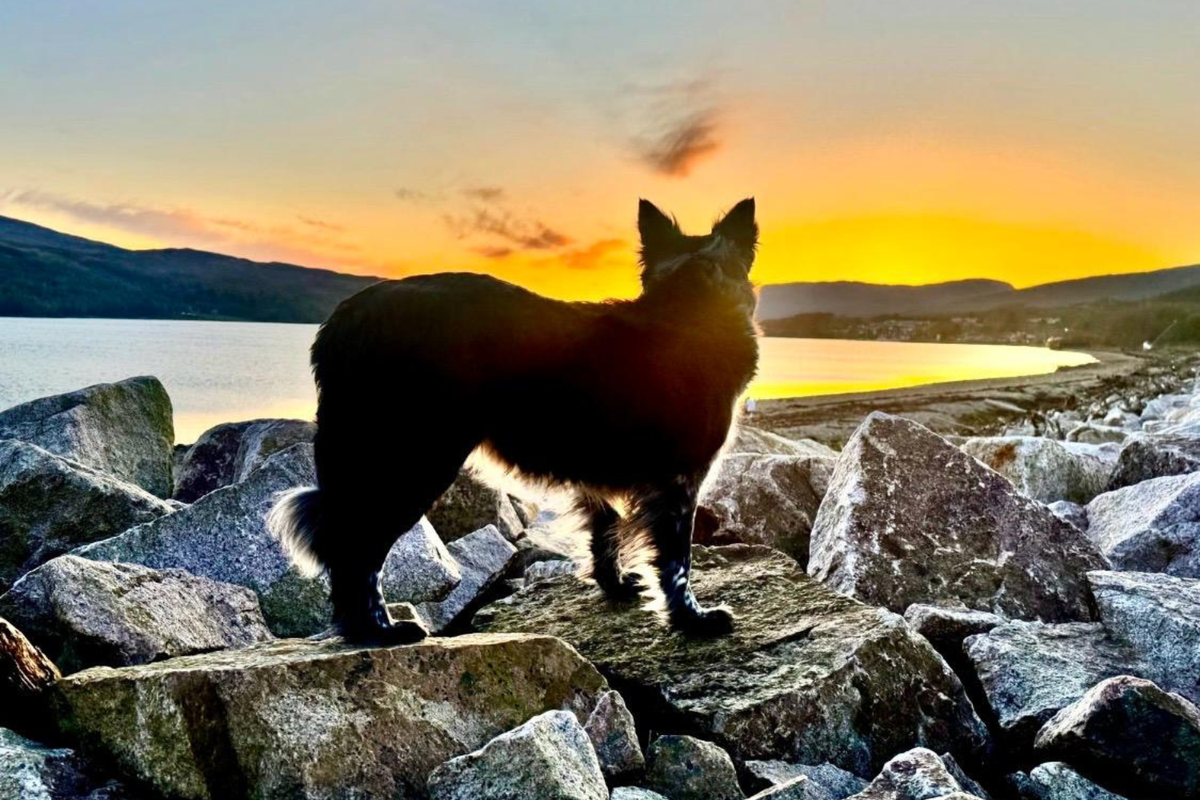 Border collie Ash standing on rocks at sunset beside a Scottish loch