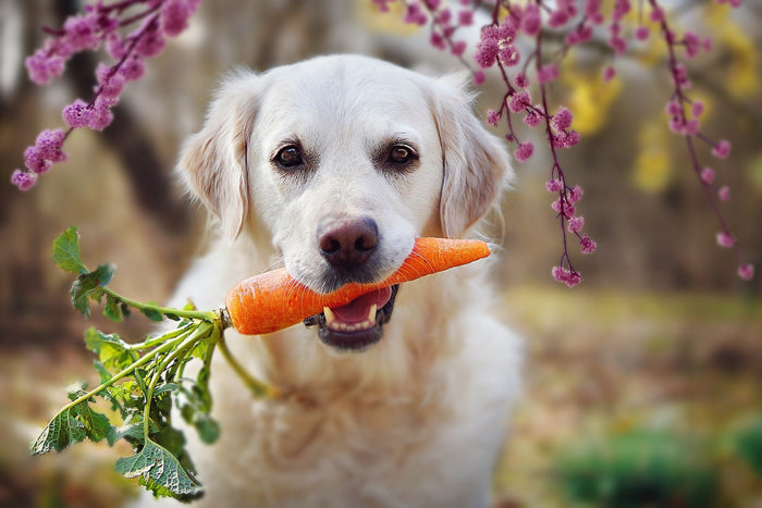 Dog With carrot