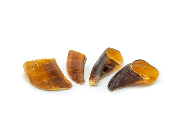 prebiotics and probiotics for dogs struggling with digestion issues