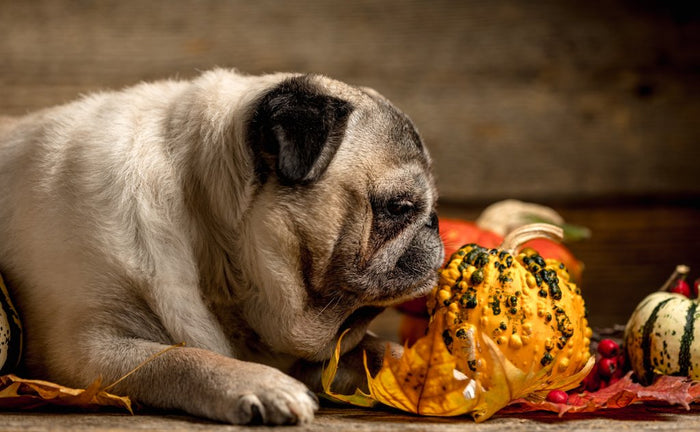 Dog looking at Pumpkin