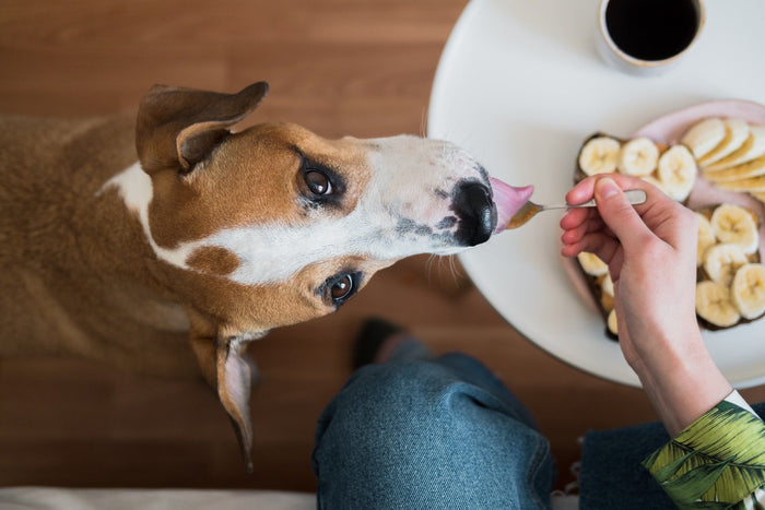 dog eating peanut butter, safe human food for dogs