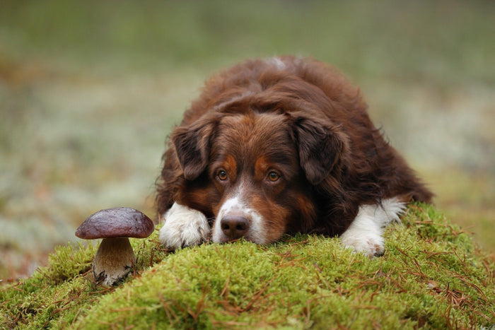 Dog laid in woodland looking at wild mushroom