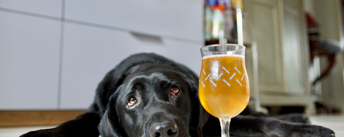 Dog beer recipe