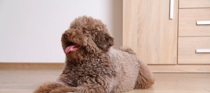 Dog Waiting for food