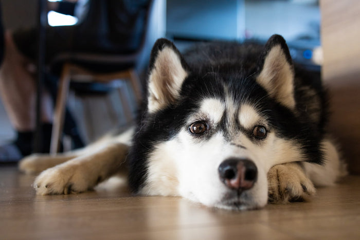 Siberian husky lying on a hard wood floor in a busy cafe looking stressed