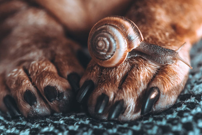 Dog paws with a snail on top