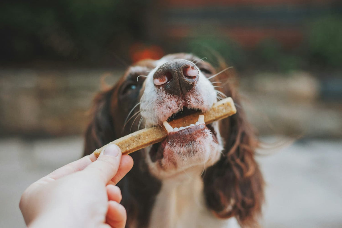 spaniel with a chew stick