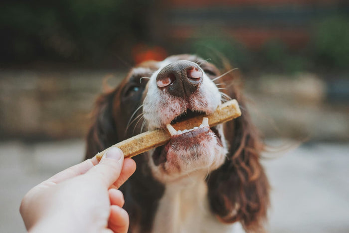 spaniel with a chew stick