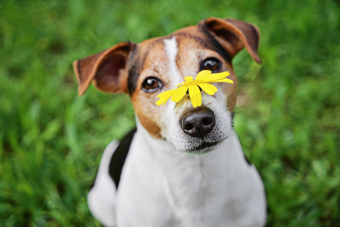Jack Russell with a yellow daisy on its nose against a green spring background