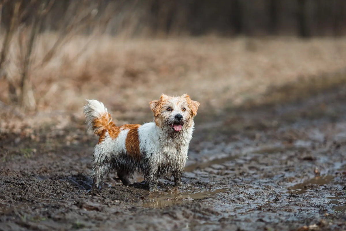 Terrier on back legs