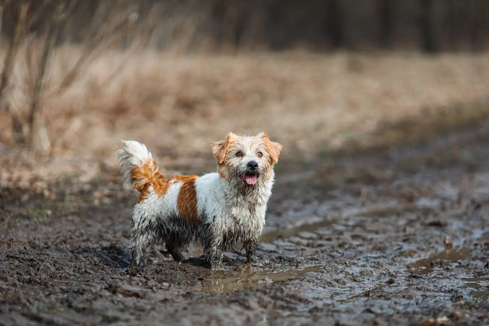 Terrier on back legs