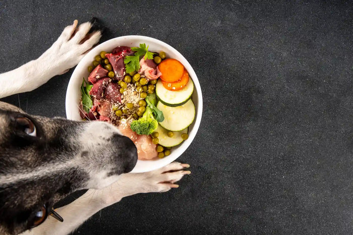 Dog with food in a bowl shot from above