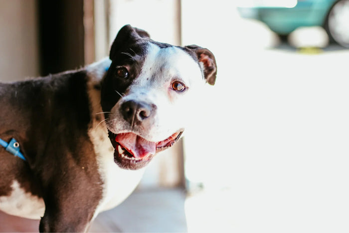 Dog smiling