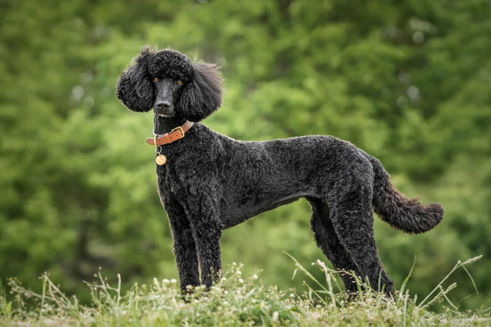 Black standard poodle standing in an open field in front of green trees