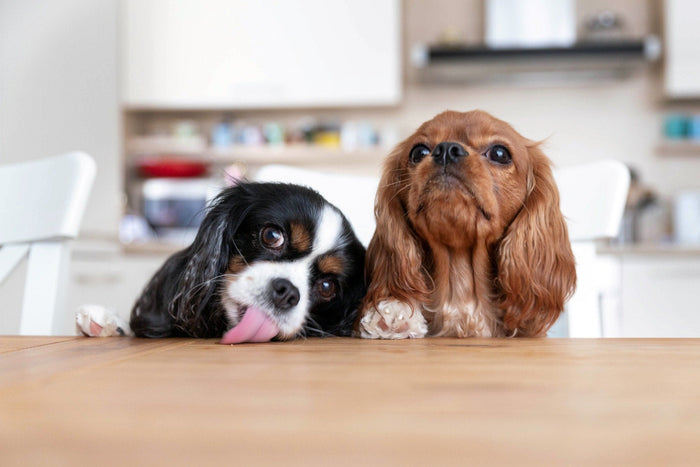 dogs leaning up against worktop for chocolate