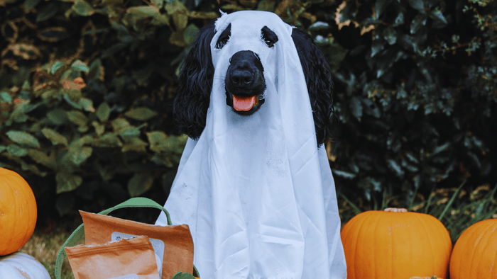 can dogs eat pumpkins, dog dressed as ghost with pumpkins