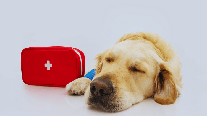 dog with first aid kit