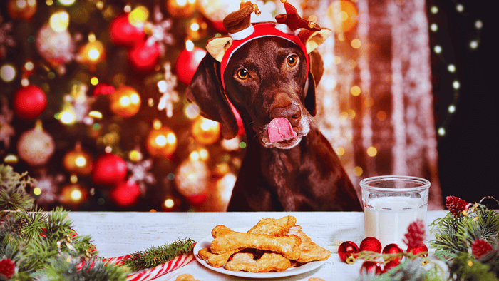 dog with christmas food