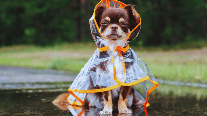 dog outside on rainy day in coat