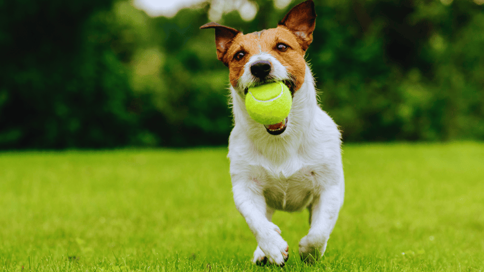 dog with tennis ball