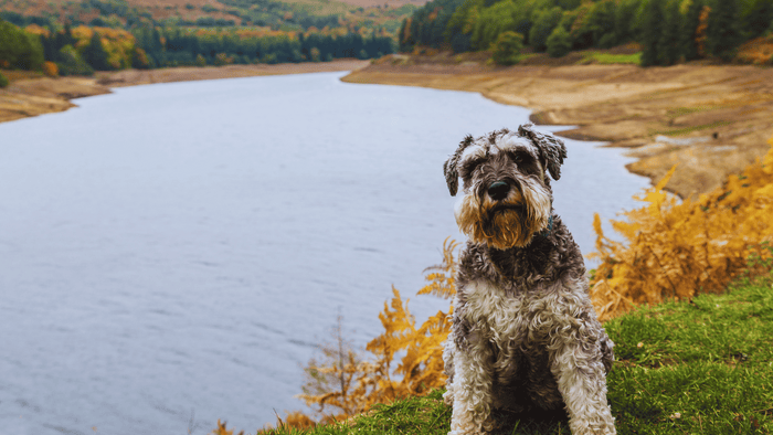 grey dog sat in dog friendly place in lake district