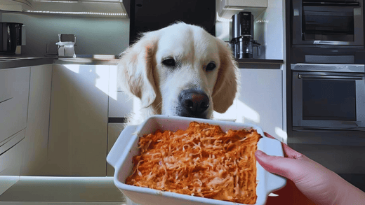 dog with shepherds pie