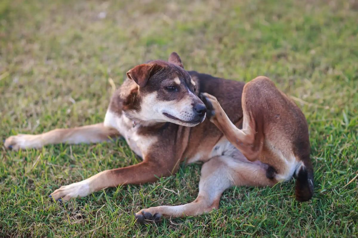 Dog itching face on grass