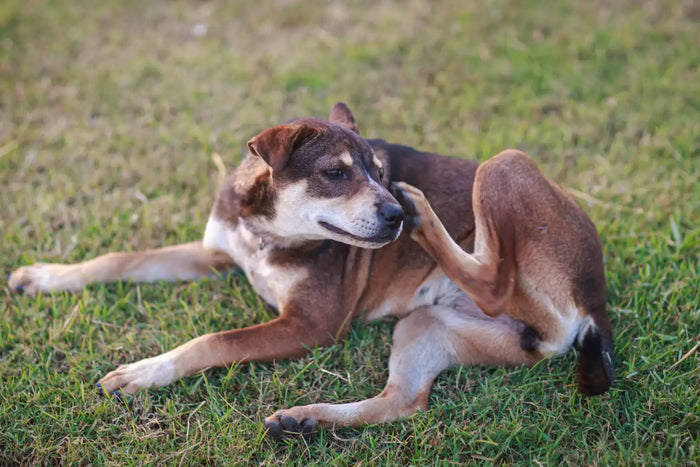 Dog itching face on grass