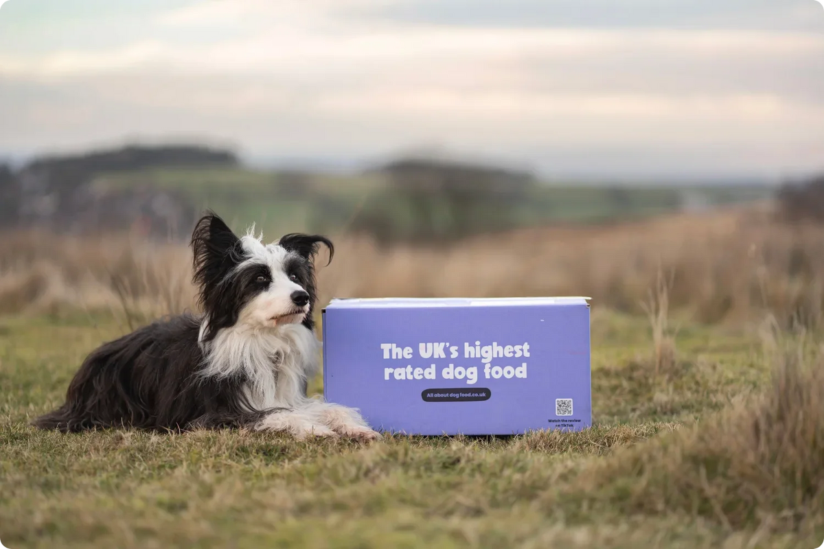 Dog sat next to years.com delivery box outside