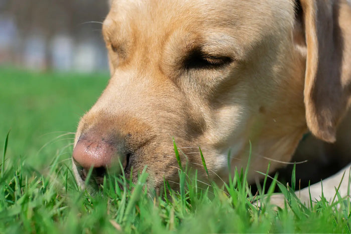 Dog eating grass