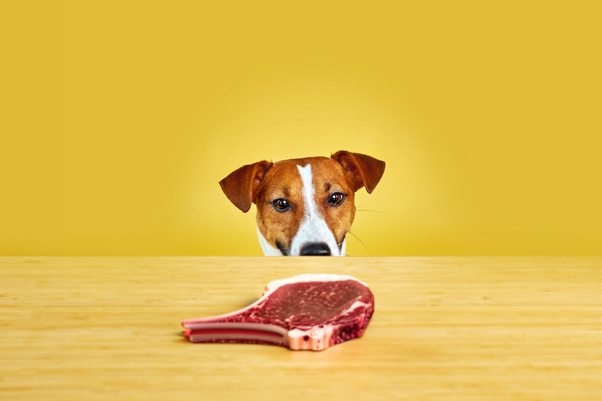 Jack Russell eating high-quality protein