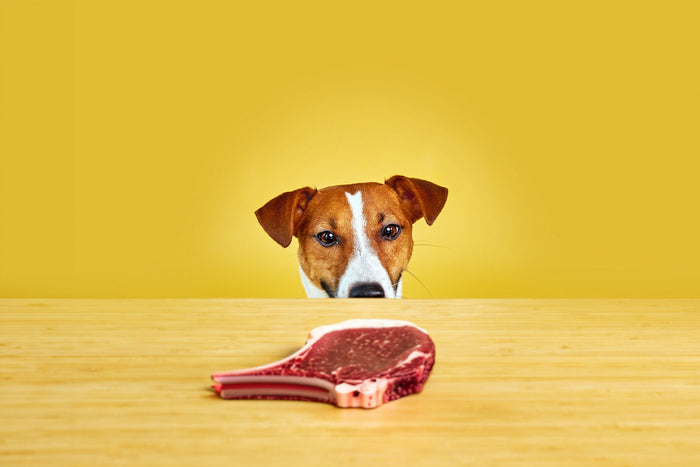 Jack Russell eating high-quality protein