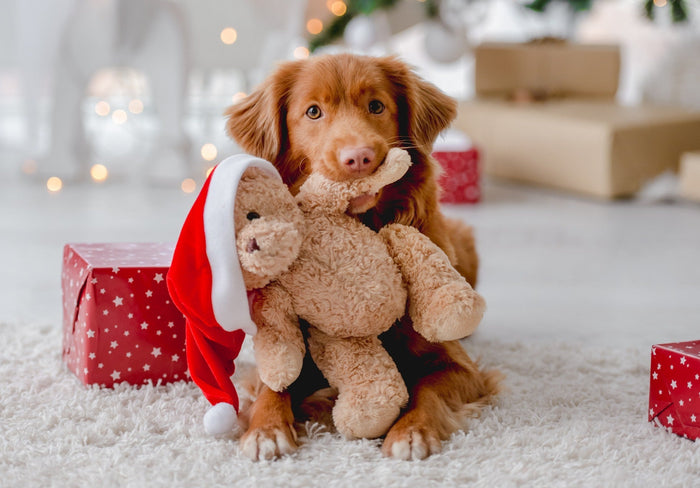 Food not to let your dog eat at Christmas