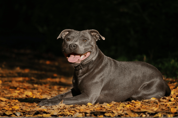 A Staffordshire Bull Terrier in a leaves