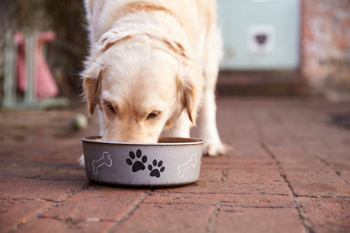 Golden Labrador enthusiastically eating fresh dog food from a bowl on the ground 