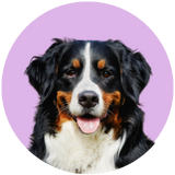 Bernese Mountain Dog profile