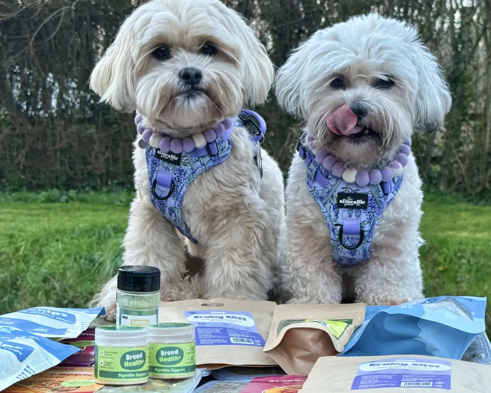Two small dogs wearing purple harnesses sitting outdoors with pet products in front of them.