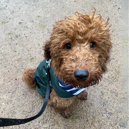 brown labradoodle in a coat